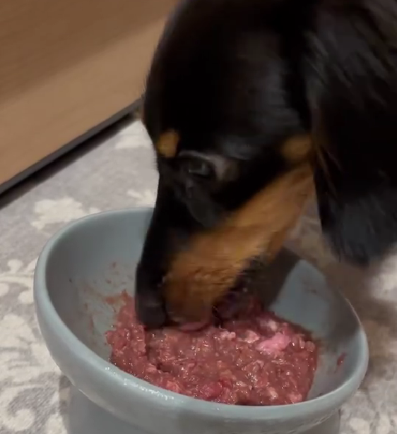 HUGBOXを美味しそうに食べるベルちゃんの写真